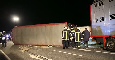 Video: Transporter mit dutzenden Kälbern verunglückt