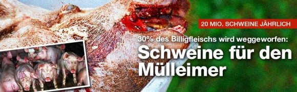 In Deutschland sterben jährlich 20 Millionen Schweine einzig und allein für den Müllcontainer – die absolute moralische Bankrotterklärung dieser Schlachthausgesellschaft