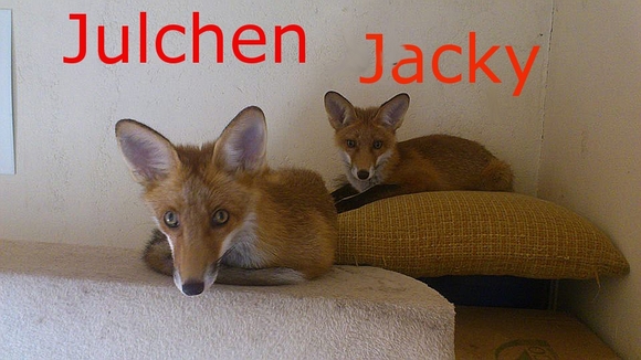 Zwei Fuchs-Welpen nur 5 Tage nach der Auswilderung von Jäger erschossen