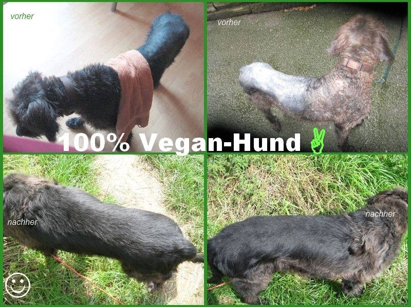 Ernährungsbericht Hund Samy von Carolina Kieckbusch auf ProVegan