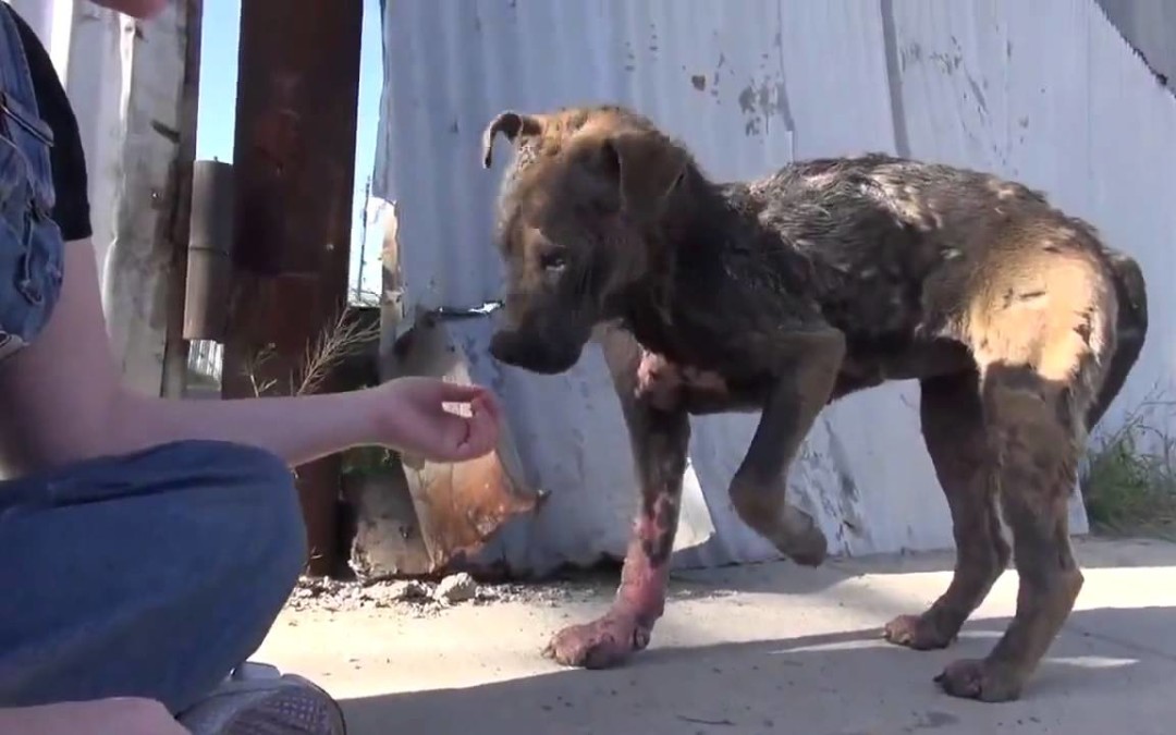 „Wenn ein kranker heimatloser Hund sein Lächeln wieder bekommt“