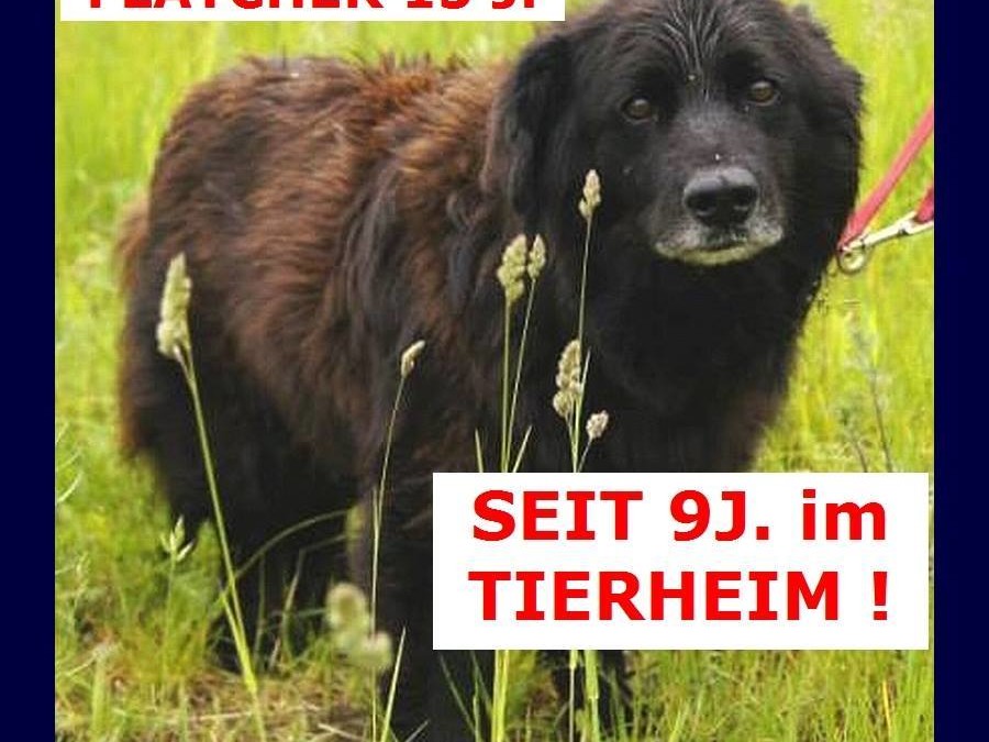 Wer schenkt diesem Hund seine letzte Chance?