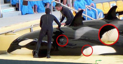 SeaWorld missbraucht und quält Orcas in Spanien