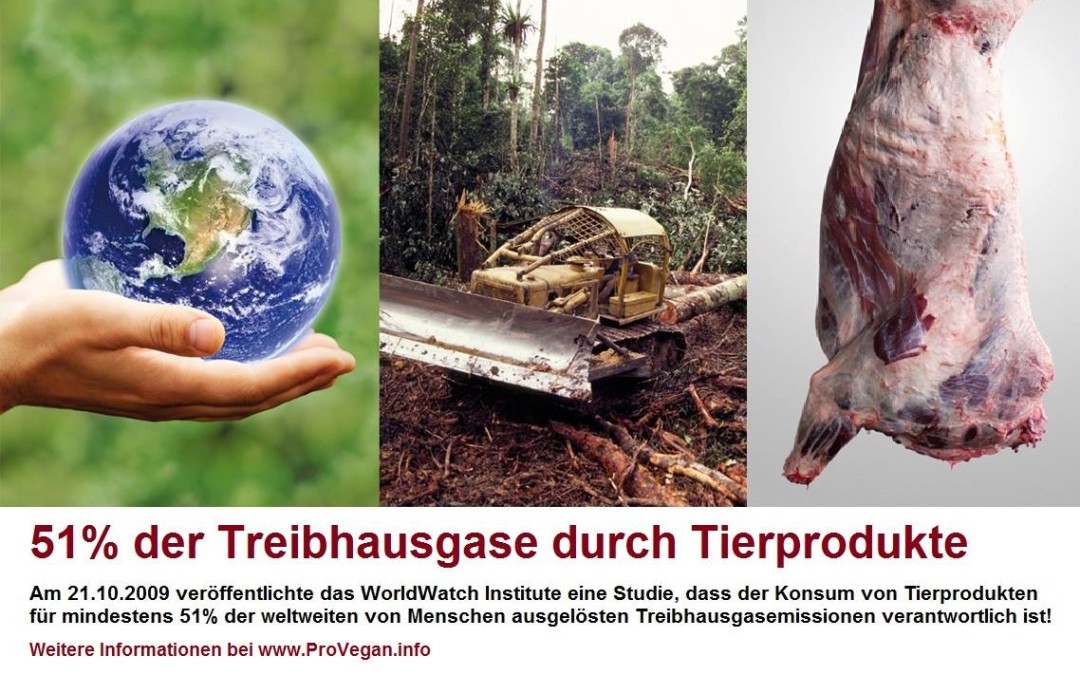 51 % der Treibhausgase durch Tierindustrie