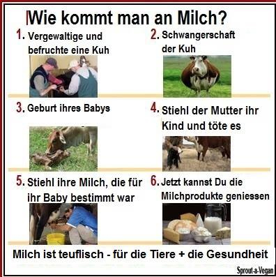 Wie kommt man an Milch?