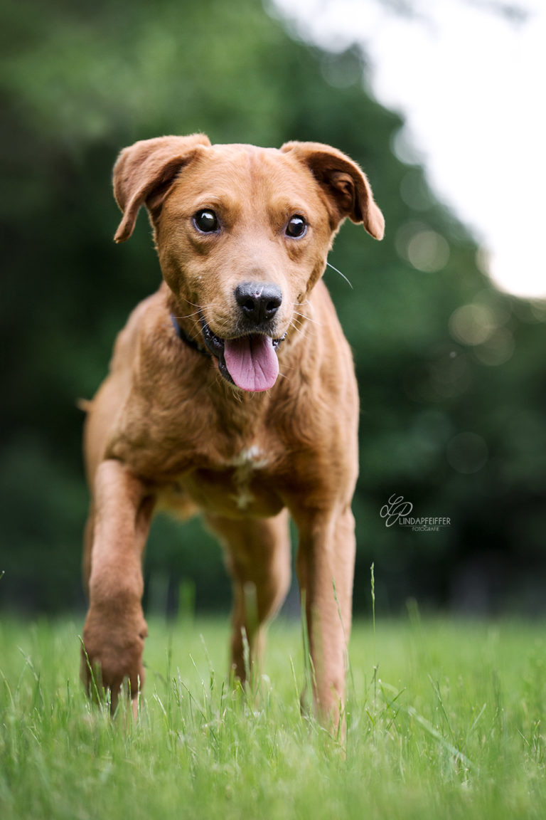 Hunde suchen ein Zuhause | VeganBook